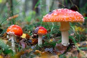 amanita muscari, fliegenpilz schöner rothaariger halluzinogener giftiger pilz foto