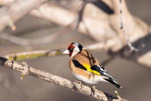 Stieglitz, Carduelis Carduelis, thront auf Holzbarsch mit verschwommenem natürlichen Hintergrund foto