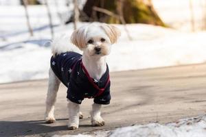 bichon frise im verschneiten wald foto