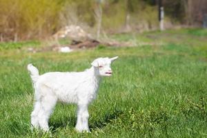 Weiße Babyziege auf grünem Gras an sonnigen Tagen foto