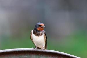 Dorfschwalbe am Zaun. foto