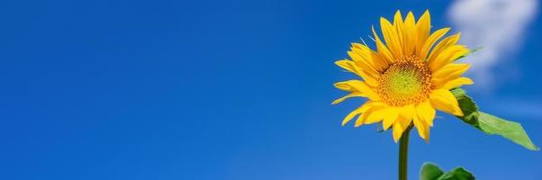 schöne Landschaft mit Sonnenblumenfeld über blauem Himmel. Naturkonzept foto