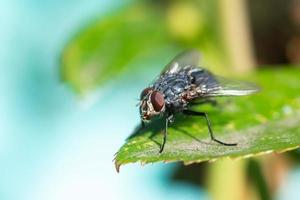 Stubenfliege, Fliege, Stubenfliege auf Blatt. foto