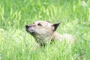 Australian Cattle Dog auf dem Rasen foto