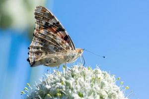 Schmetterling auf Blütenblume in grüner Natur.. foto