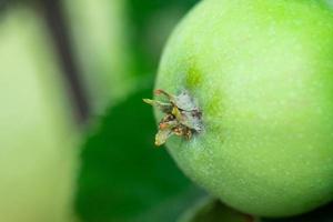 umweltfreundliche Äpfel. grüne Äpfel am Baum. schöne äpfel reifen auf einem ast in den strahlen der sonne. foto