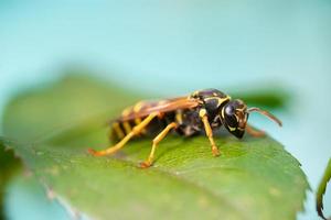 Die Wespe sitzt auf grünen Blättern. Die gefährliche gelb-schwarz gestreifte gemeine Wespe sitzt auf Blättern. foto