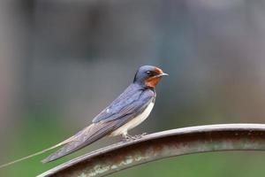 Dorfschwalbe am Zaun foto