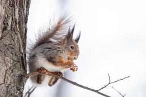 Eichhörnchen sitzt auf einem Ast im Winterwald und knabbert Samen auf schneebedeckten Bäumen Hintergrund.. foto