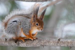 Eichhörnchen sitzt auf einem Ast im Winterwald und knabbert Samen auf schneebedeckten Bäumen Hintergrund.. foto