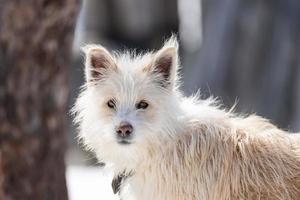 Ein Porträt eines großen Mischlings-Streuhund-Schäferhundes Taras zur Seite vor einem winterweißen Hintergrund. Platz kopieren. die augen des hundes suchen nach seinem besitzer. foto