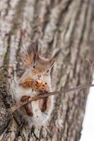 Eichhörnchen sitzt auf einem Ast im Winterwald und knabbert Samen auf schneebedeckten Bäumen Hintergrund.. foto