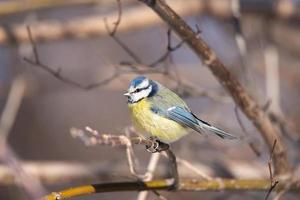 eine blaumeise cyanistes caeruleus thront foto