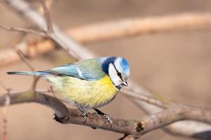 eine blaumeise cyanistes caeruleus thront. foto