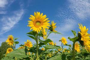 schöne Landschaft mit Sonnenblumenfeld über blauem Himmel. Naturkonzept.. foto