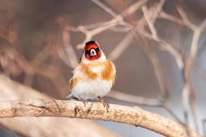 Stieglitz, Carduelis Carduelis, thront auf Holzbarsch mit verschwommenem natürlichen Hintergrund foto