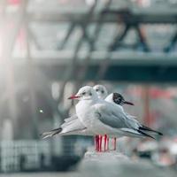 Möwen im Seehafen, Tiermotive foto