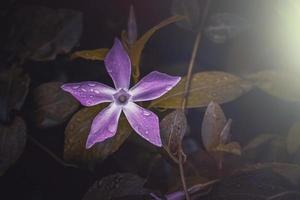 schöne rosa vinca major im garten in der frühlingssaison, großes immergrün foto