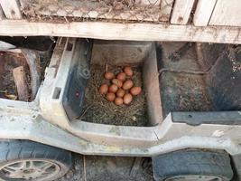 Hühner legten Eier in ein Kinderauto foto