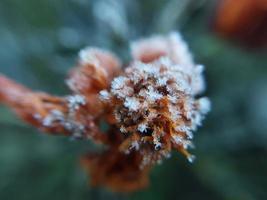 Morgenrauhreif umhüllte Herbstpflanzen im Garten foto