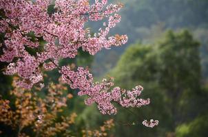 Sakura in Thailand foto