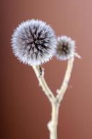 Nahaufnahme minimalistisches Foto der kleinen trockenen Blume