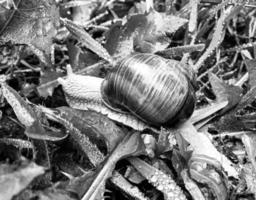 große Gartenschnecke im Gehäuse kriecht auf nasser Straße, beeil dich nach Hause foto