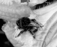 geflügelte Biene fliegt langsam zur Pflanze, sammelt Nektar für Honig foto