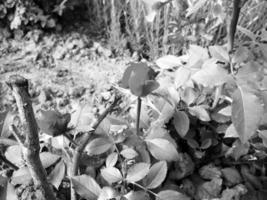 Strauß Wildblumen stachelige Rose blüht im Garten foto