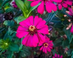 Zinnia elegans Fülle rote Makroaufnahme am Morgen foto