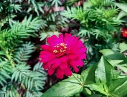 Zinnia elegans Fülle rote Makroaufnahme am Morgen foto