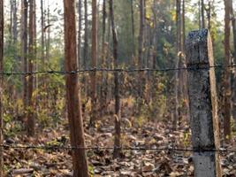 Stacheldrahtzaun, der die von der Dürre überwucherte Teak-Plantage umschließt foto