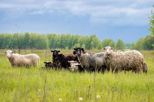 Lämmer und Schafe grünes Gras. foto