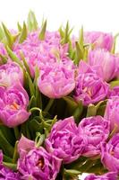 schöne lila Tulpen