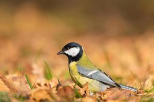 Kohlmeise aus nächster Nähe parus major foto