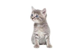 ein gestreiftes reinrassiges kätzchen sitzt auf einem weißen hintergrund foto