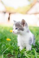 Katze sitzt im Gras foto