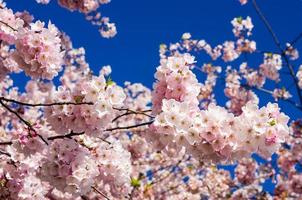 rosa Kirschbaumblumen mit blauem Himmel foto
