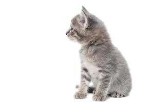 ein gestreiftes reinrassiges kätzchen sitzt auf einem weißen hintergrund foto
