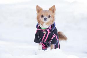Chihuahua-Hund in Winterkleidung. foto