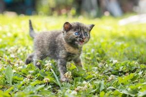 Katze sitzt im Gras. foto