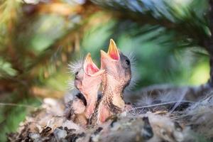 gelbe Vögel mit offenem Mund im Nest foto