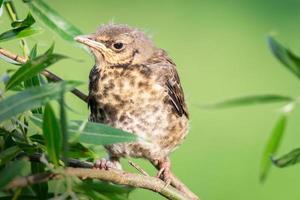 Nestdrossel die Wacholderdrossel.. foto