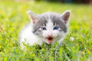 Katze sitzt im Gras.. foto