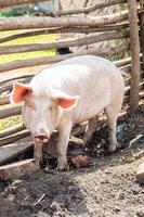 Schweinehaltung Aufzucht und Zucht von Hausschweinen.. foto
