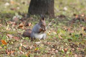 Eichhörnchen im Herbstpark.. foto