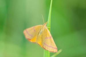 Nahaufnahme einer Lythria cruentaria, Motte, die auf einer grünen Wiese ruht foto