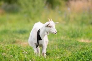 Ziege auf Gras. foto