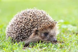 Igel im Gras.. foto