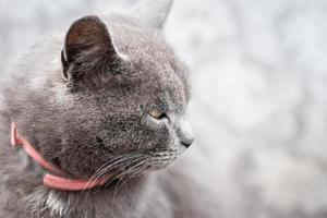 Katze sitzt im Gras. foto